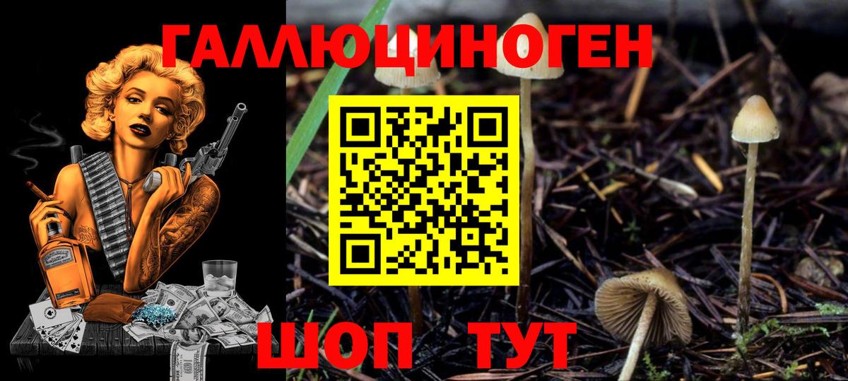 Псилоцибиновые грибы Psilocybe  Псилоцибиновые грибы GOLDEN TEACHER  Вход с VPN  Юрга 